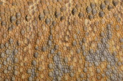 Close,Up,Of,The,Skin,Texture,Bearded,Dragon,(pogona,Vitticeps)
