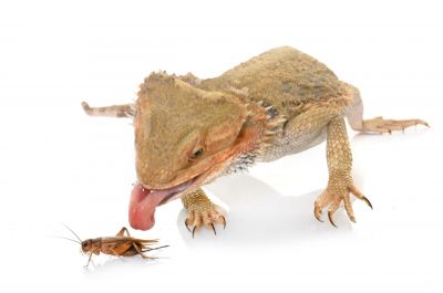 Bearded,Dragons,Eating,Cricket,In,Front,Of,White,Background